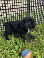 Brook, a male Cockapoo for sale in Hilbert, WI – 1 of 1