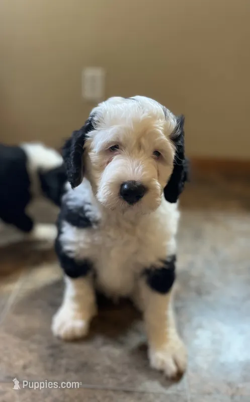 Sheffield – Sheepadoodle puppy for sale in Hilbert, WI