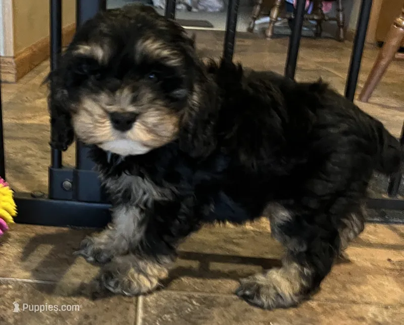 Lola – Cockapoo puppy for sale in Hilbert, WI