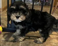 Lola, a female Cockapoo for sale in Hilbert, WI – 1 of 1