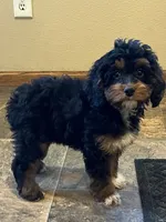 Layla, a female Cockapoo for sale in Hilbert, WI – 1 of 1