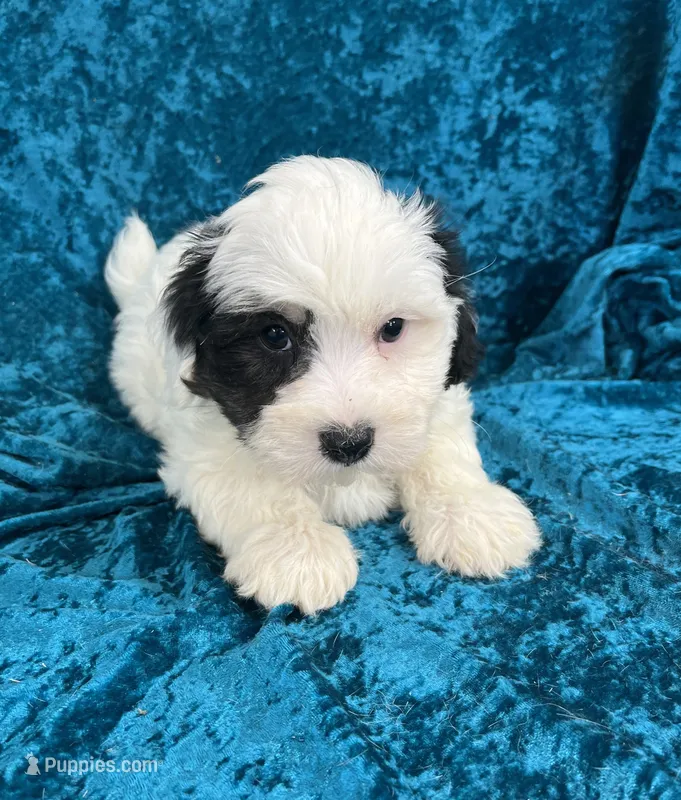 Newton – Havaton puppy for sale in Hilbert, WI