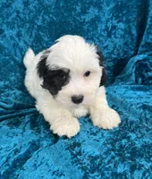 Newton, a male Havaton for sale in Hilbert, WI – 1 of 1