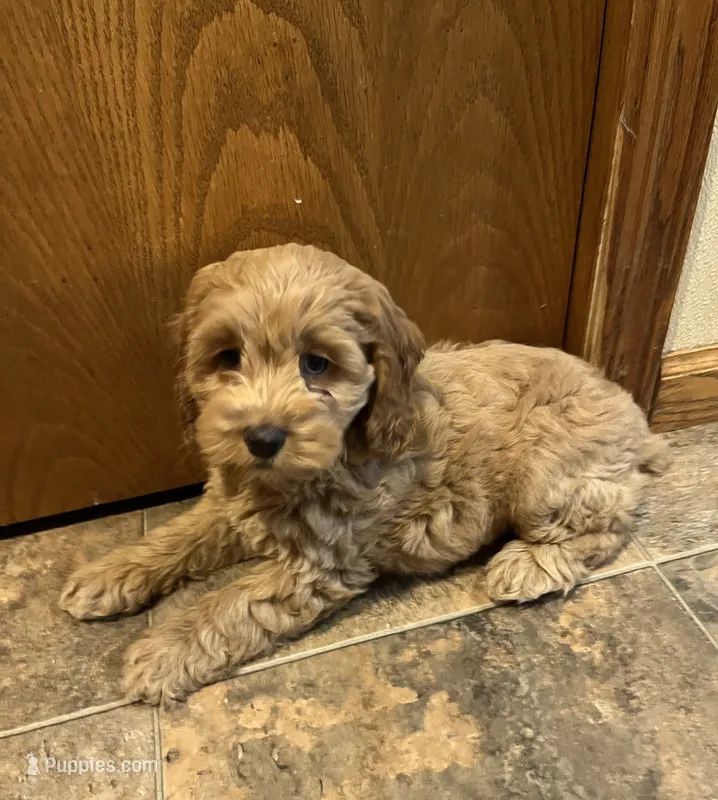 Janey – Cockapoo puppy for sale in Hilbert, WI