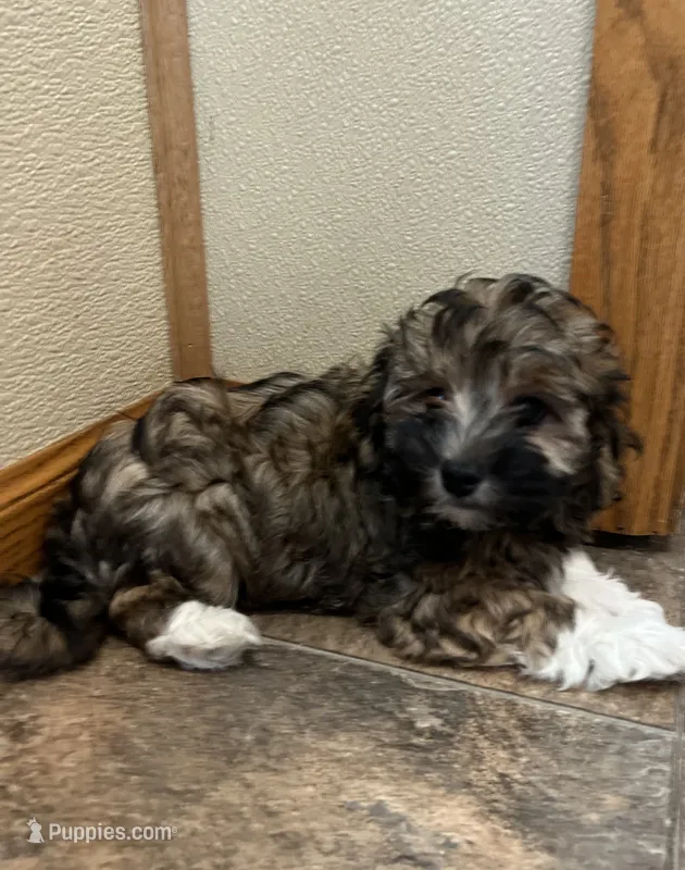 Carlos – Havaton puppy for sale in Hilbert, WI