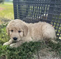 Sherwin, a male Goldendoodle for sale in Hilbert, WI – 1 of 1