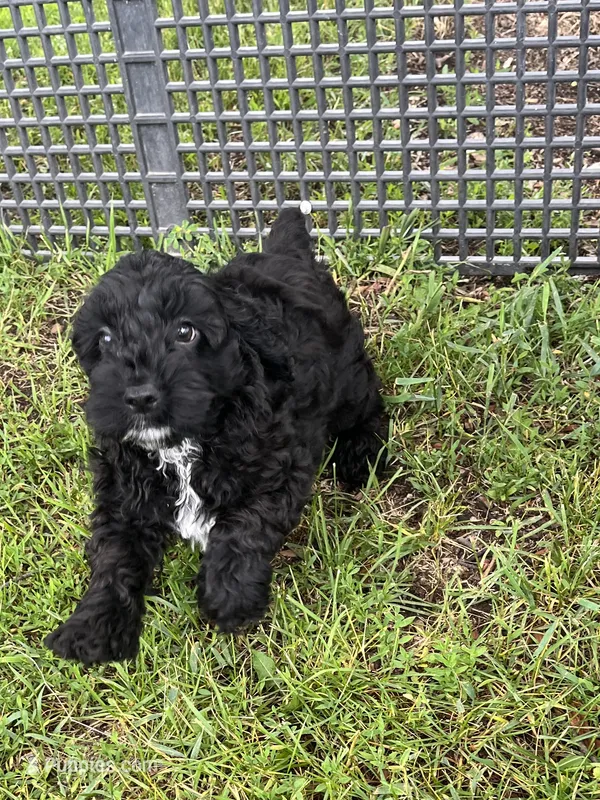 Benny – Cockapoo puppy for sale in Hilbert, WI