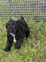 Benny, a male Cockapoo for sale in Hilbert, WI – 1 of 1