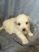 Nate, a male Havaton for sale in Hilbert, WI – 1 of 1