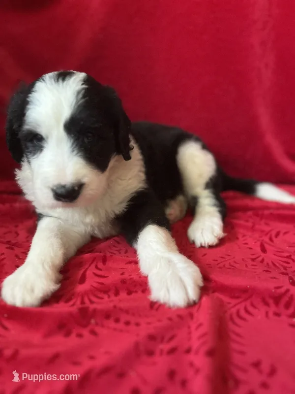 Sheldon – Sheepadoodle puppy for sale in Hilbert, WI