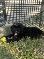 Brook, a male Cockapoo for sale in Hilbert, WI – 1 of 1