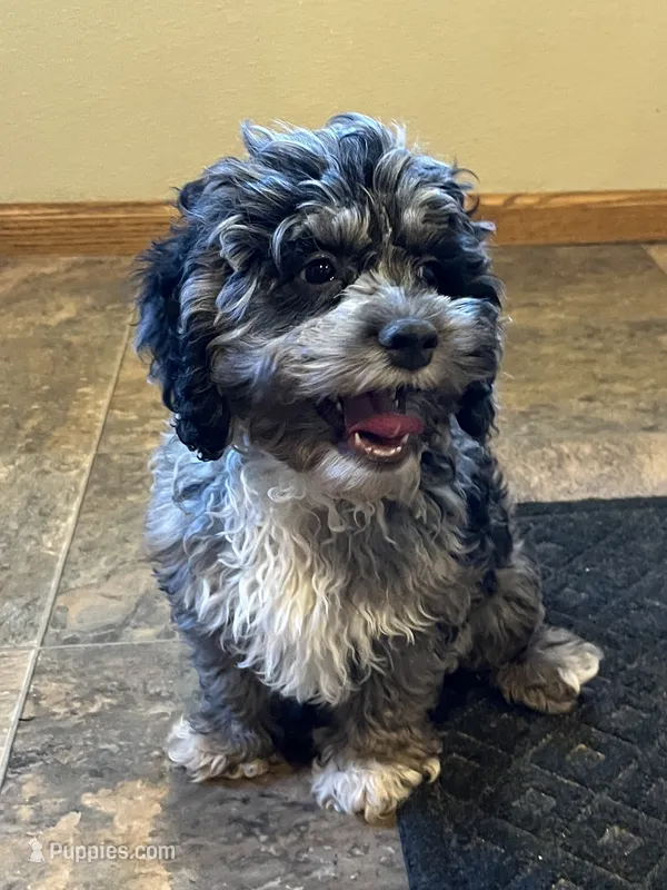 Lenny, a male Cockapoo for sale in Hilbert, WI – 1 of 1