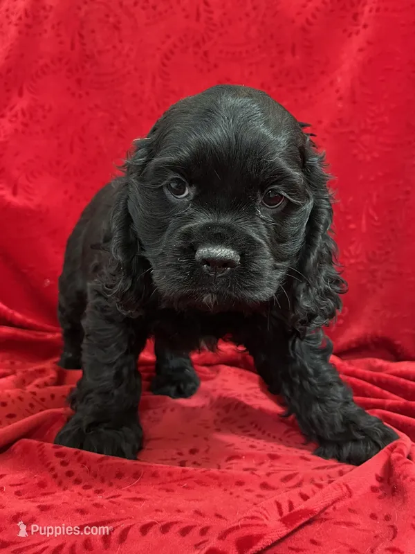 Lawson – Cocker Spaniel puppy for sale in Hilbert, WI