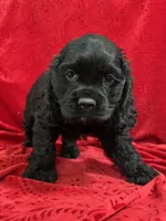Lawson, a male Cocker Spaniel for sale in Hilbert, WI – 1 of 1