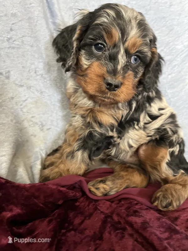Joey – Cockapoo puppy for sale in Hilbert, WI