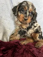 Joey, a male Cockapoo for sale in Hilbert, WI – 1 of 1