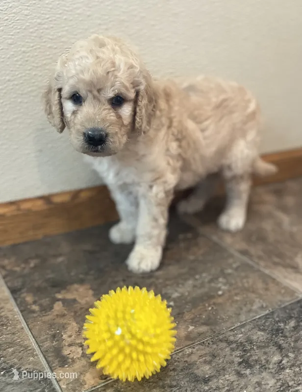 Shelby – Goldendoodle puppy for sale in Hilbert, WI