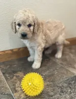 Shelby, a female Goldendoodle for sale in Hilbert, WI – 1 of 1