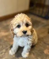 Larry, a male Cockapoo for sale in Hilbert, WI – 1 of 1
