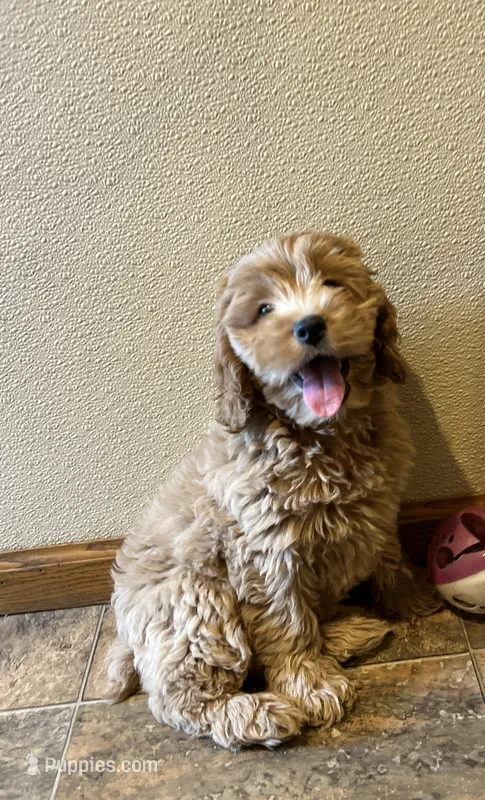 Janey – Cockapoo puppy for sale in Hilbert, WI