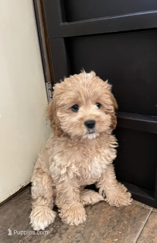 Jenny – Cockapoo puppy for sale in Hilbert, WI