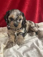 Jackie, a female Cockapoo for sale in Hilbert, WI – 1 of 1