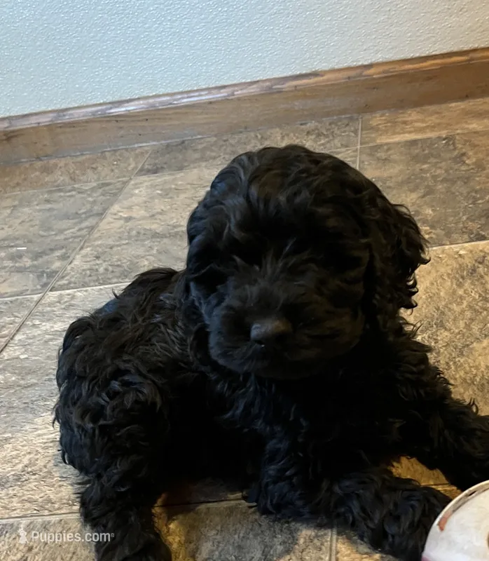 Lucky – Cockapoo puppy for sale in Hilbert, WI