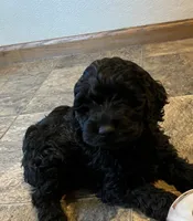 Lucky, a male Cockapoo for sale in Hilbert, WI – 1 of 1