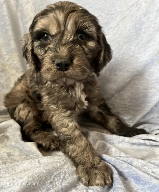 Jordan – Cockapoo puppy for sale in Hilbert, WI