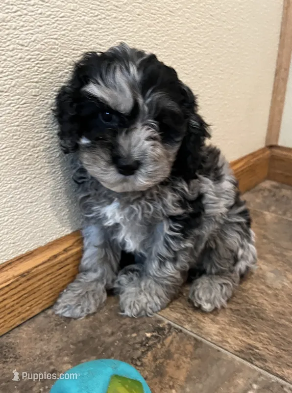 Lora – Cockapoo puppy for sale in Hilbert, WI