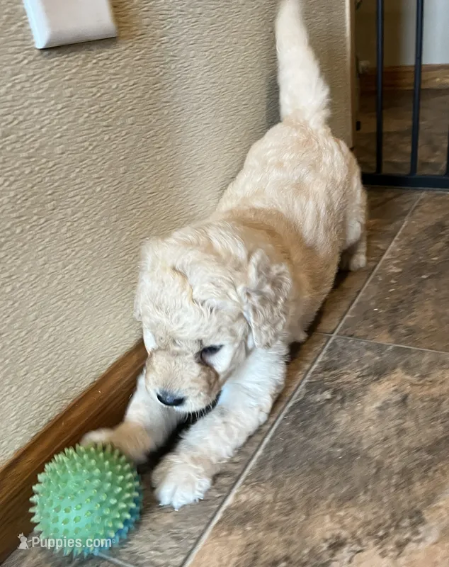 Shiloh – Goldendoodle puppy for sale in Hilbert, WI