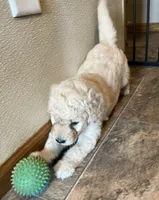 Shiloh, a male Goldendoodle for sale in Hilbert, WI – 1 of 1