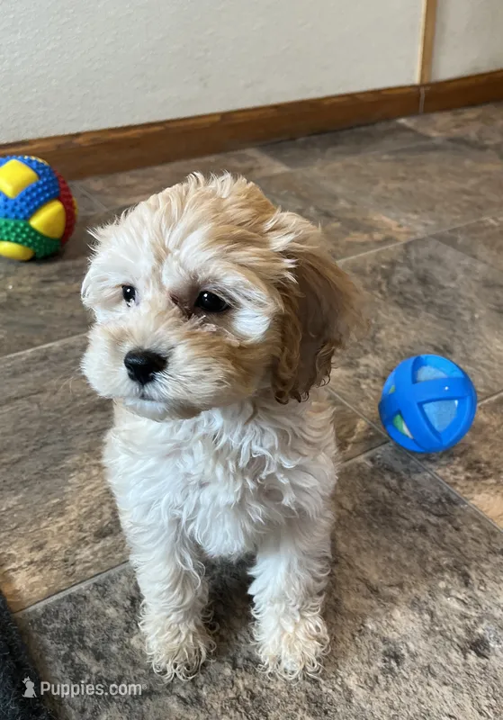 Lolly – Cockapoo puppy for sale in Hilbert, WI