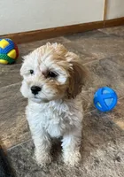 Lolly, a female Cockapoo for sale in Hilbert, WI – 1 of 1