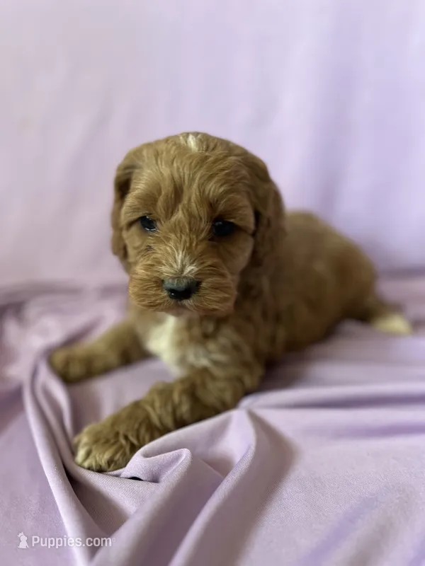 Jewels – Cockapoo puppy for sale in Hilbert, WI