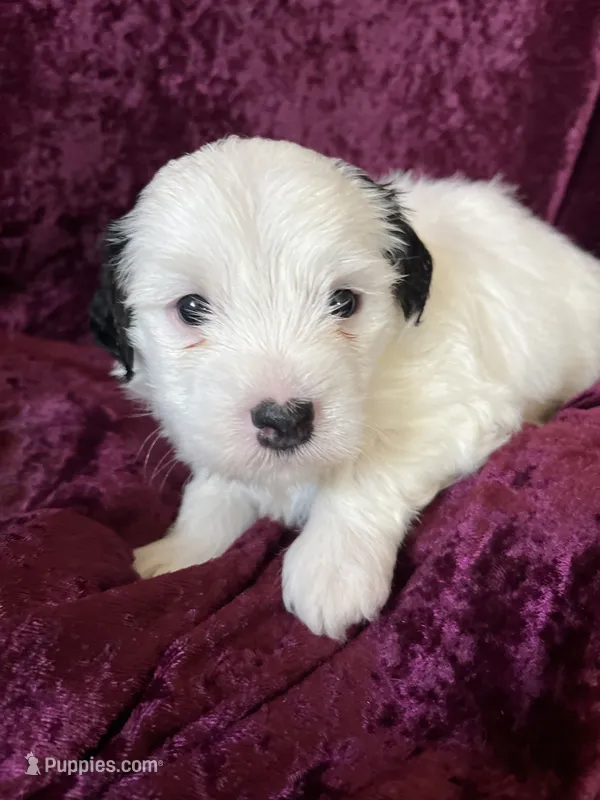Marcus – Havaton puppy for sale in Hilbert, WI