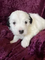 Marcus, a male Havaton for sale in Hilbert, WI – 1 of 1