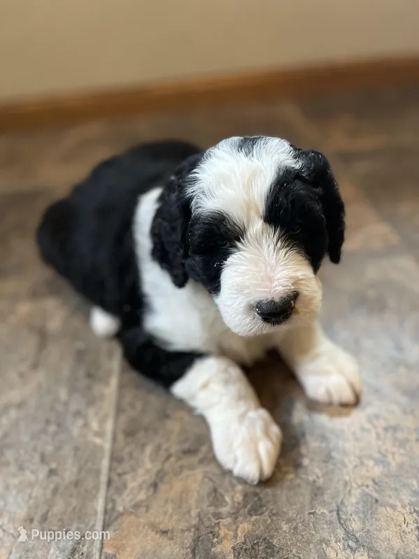 Sherlock – Sheepadoodle puppy for sale in Hilbert, WI