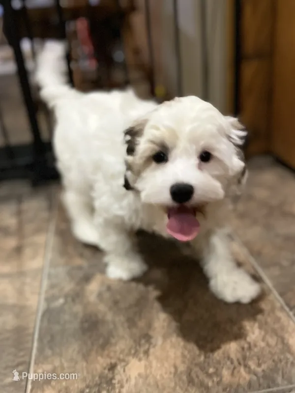 Cassie – Havaton puppy for sale in Hilbert, WI