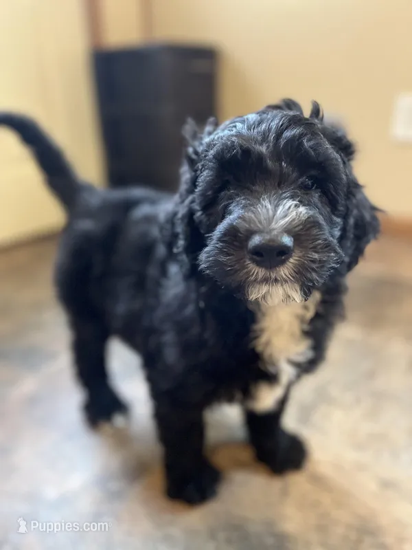 Shiloh – Sheepadoodle puppy for sale in Hilbert, WI