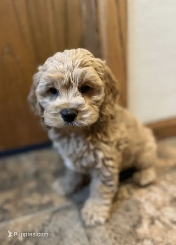 Jill – Cockapoo puppy for sale in Hilbert, WI