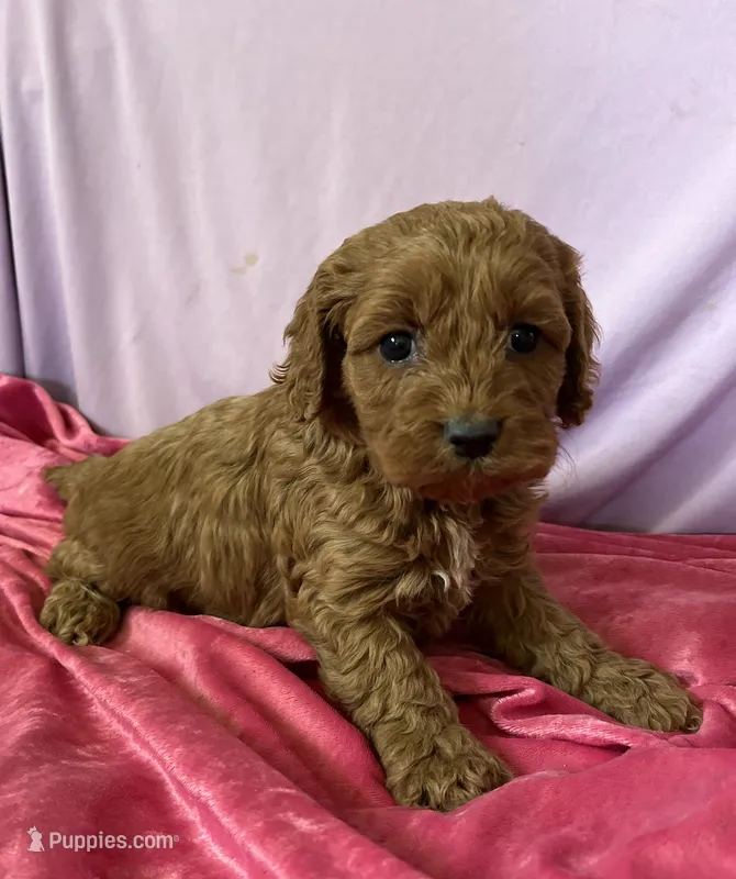 Joselyn – Cockapoo puppy for sale in Hilbert, WI
