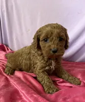 Joselyn, a female Cockapoo for sale in Hilbert, WI – 1 of 1