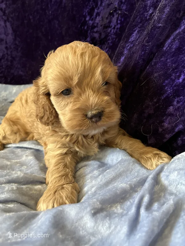 Louie – Cockapoo puppy for sale in Hilbert, WI
