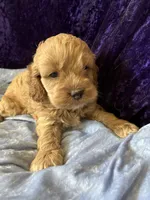 Louie, a male Cockapoo for sale in Hilbert, WI – 1 of 1