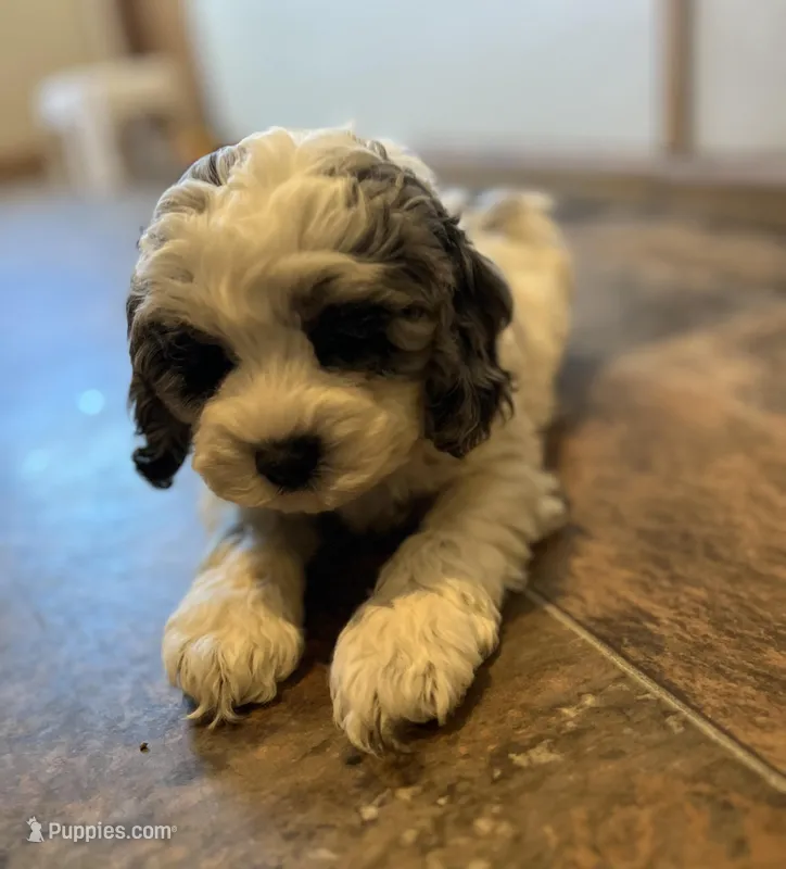 Levi – Cockapoo puppy for sale in Hilbert, WI