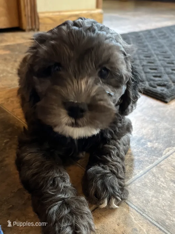 Billy – Cockapoo puppy for sale in Hilbert, WI