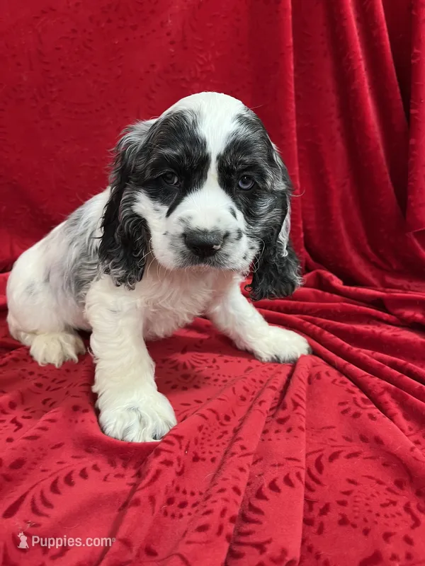 Lawrey – Cocker Spaniel puppy for sale in Hilbert, WI