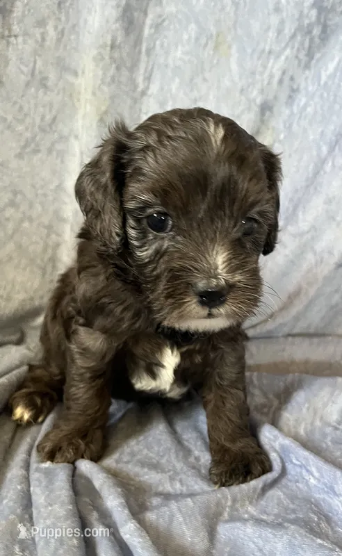 Billy – Cockapoo puppy for sale in Hilbert, WI