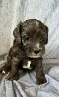 Billy, a male Cockapoo for sale in Hilbert, WI – 1 of 1